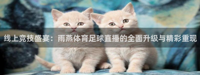 火箭直播世界杯：线上竞技盛宴：雨燕体育足球直播的全面升级与精彩重现